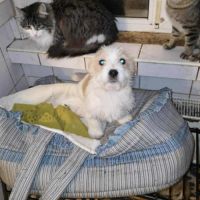 Miahata recherche une famille #1