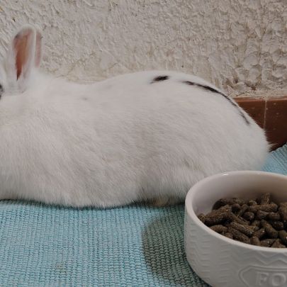 Lapine, 1 an et 6 mois, vacciné, bientôt stérilisé #1