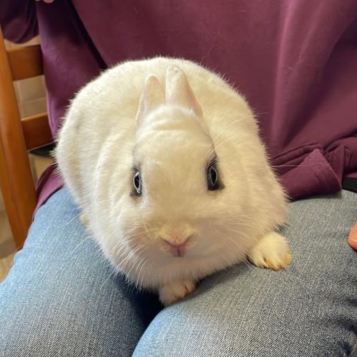 Lapine, 1 an et 6 mois, vacciné, bientôt stérilisé #0