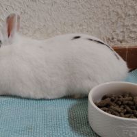 Lapine, 1 an et 6 mois, vacciné, bientôt stérilisé #1