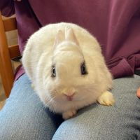 Lapine, 1 an et 6 mois, vacciné, bientôt stérilisé