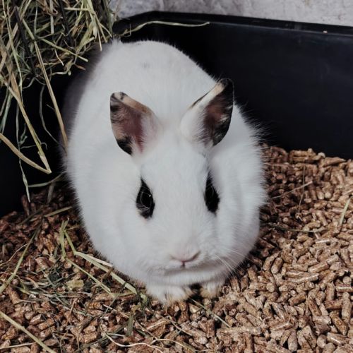 Lapine, 1an et 6mois, vacciné, bientôt stérilisé #0