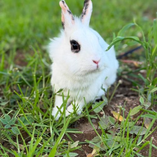 Lapine, 1an et 6mois, vacciné, bientôt stérilisé