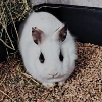 Lapine, 1an et 6mois, vacciné, bientôt stérilisé