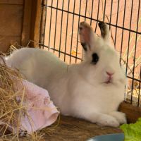 Lapine, 1an et 6mois, vacciné, bientôt stérilisé