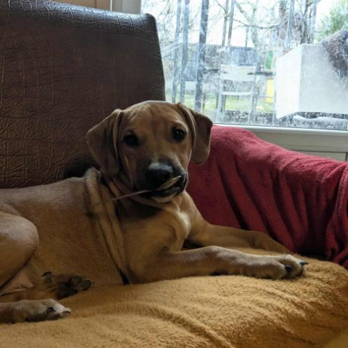 Goliath, le créole ch'ti