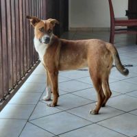 Aloka, un ange sur pattes #3