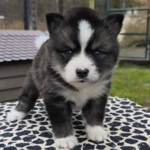 Chiots pomsky f4 à réserver #1