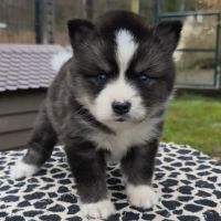 Chiots pomsky f4 à réserver #1