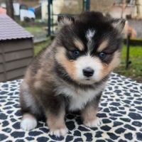 Chiots pomsky f4 à réserver #2
