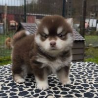 Chiots pomsky f4 à réserver #3