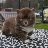 Chiots pomsky f4 à réserver