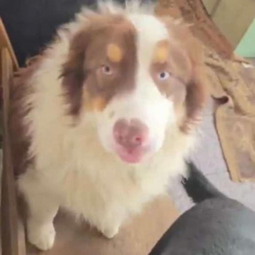 Ken a besoin d'une famille #1