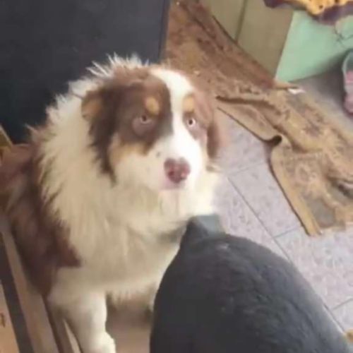 Ken a besoin d'une famille #7