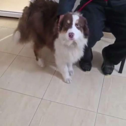 Ken a besoin d'une famille #8