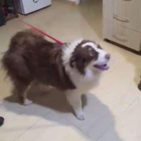 Ken a besoin d'une famille #5