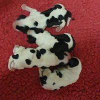 Chiots cockers anglais lof à réserver