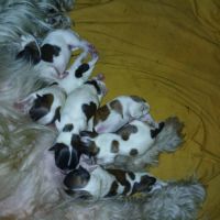 Chiot lhassa apso #1