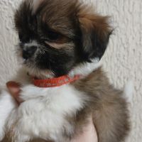 Chiot lhassa apso #0