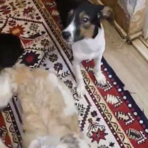 Americana cherche une famille pour la vie #2