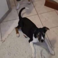 Americana cherche une famille pour la vie