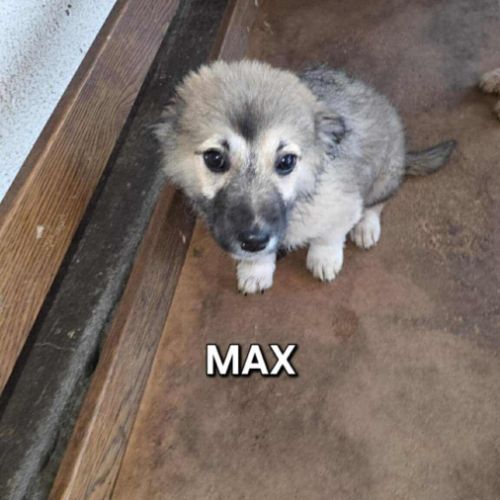 Max à adopter #0