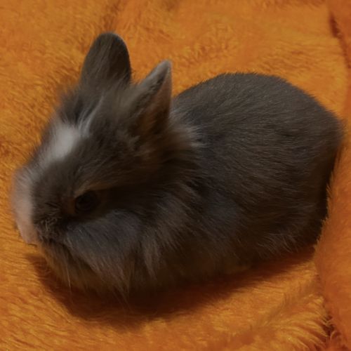 Lapin nain tête de lion aux yeux bleus #1