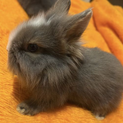 Lapin nain tête de lion aux yeux bleus #0