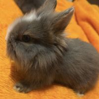 Lapin nain tête de lion aux yeux bleus
