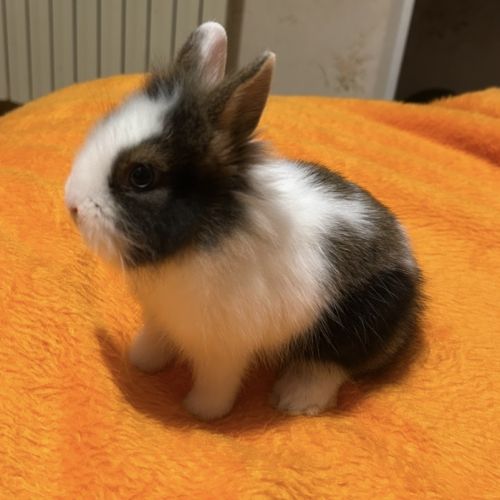 Lapin nain tête de lion aux yeux clairs #0