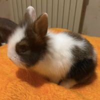 Lapin nain tête de lion aux yeux clairs #2