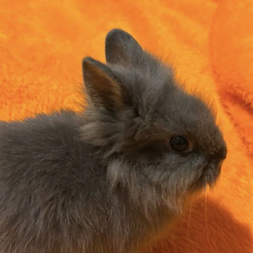 Lapin nain tête de lion #1