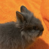 Lapin nain tête de lion #1