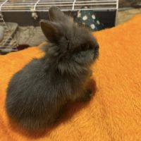 Lapin nain tête de lion