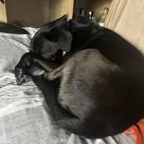 Chien oby à l adoption #2