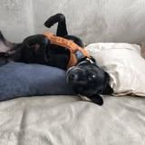 Chien oby à l adoption #4