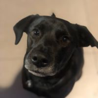 Chien oby à l adoption