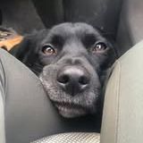 Chien oby à l adoption #3