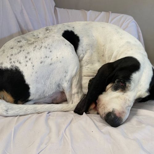 Chien milou à l adoption #0