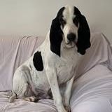 Chien milou à l adoption #5