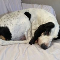 Chien milou à l adoption