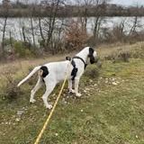 Chien milou à l adoption #2