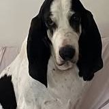 Chien milou à l adoption #4