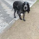 Chien ina à l adoption #2