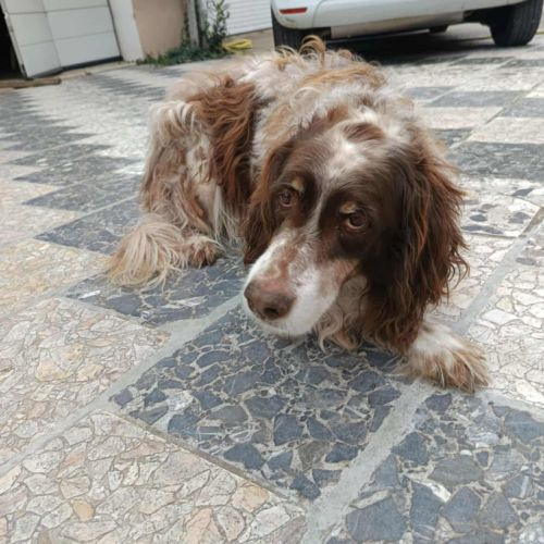 Chien jackou à l adoption #0