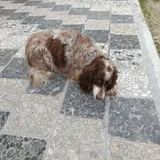 Chien jackou à l adoption #2