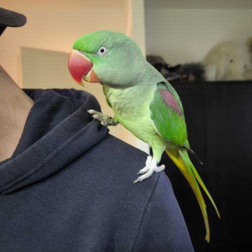 Jeune mâle grand alexandre eam à vendre #1