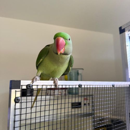 Jeune mâle grand alexandre eam à vendre #0