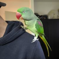 Jeune mâle grand alexandre eam à vendre #1