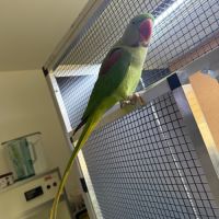 Jeune mâle grand alexandre eam à vendre #3